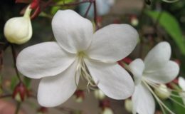 Clerodendrum-schmidtii-Chains-of-Glory-16