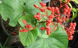 Clerodendrum-speciosissimum-red-flower-TF-45