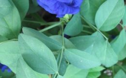 Clitoria-ternatea-purple-and-double-flower-climbing-20