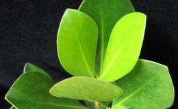 Clusia-sp-T01-small-leaf-26