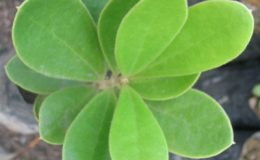 Clusia-sp.-small-and-dense-hair-leaf-23