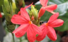 Crossandra-sp.T01-red-flower-20