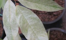 Desmos-chinensis-Golden-leaf-65