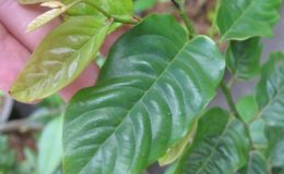 Desmos-chinensiswavy-leaf-30
