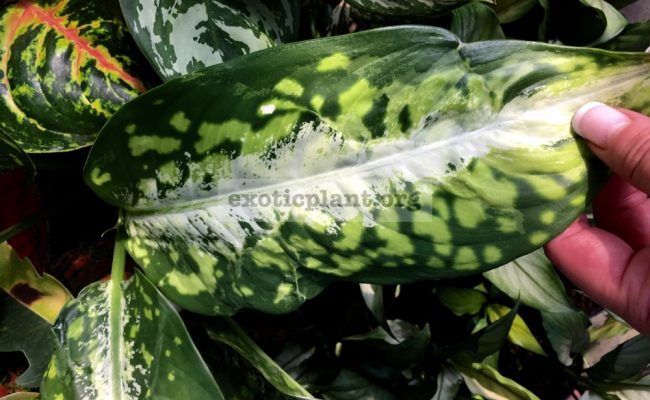 Dieffenbachia-Drifting-1-1