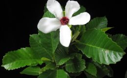 Dillenia-philippinensis-white-flower-TF-35