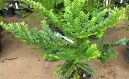 Diospyros-buxifolia-23