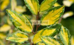 Elaeagnus-latifolia-varieg