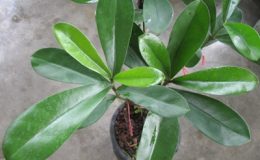 Fagraea-ceilanica-oval-leaf-30