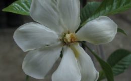 Gardenia-carinata-26