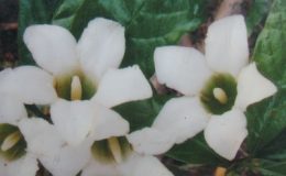 Gardenia-hygrophila-35-