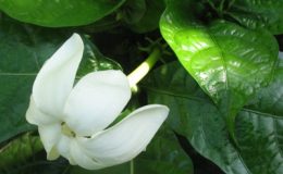 Gardenia-nitida-35-