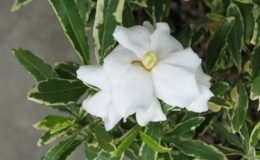 Gardenia-radicans-variegated-1