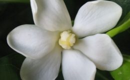 Gardenia-sp-T04-24-