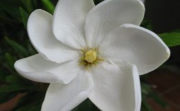 Gardenia-sp-T05-24