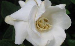 Gardenia-sp-T15-23