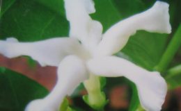 Gardenia-sp.T01-35