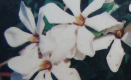 Gardenia-sp.T02-aff.-G.-saxatilis-36