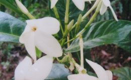 Gardenia-sp.T07-Southern-Thailand-30