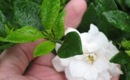 Gardenia-sp.T11-small-leaf-20