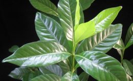 Gardenia-sp.T16-Malaysia-the-leaf-thicker-than-G.-vietnamensis-TF-35-
