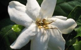 Gardenia-taitensis-Heaven-Scent-20