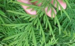 Grevillea-robusta-Silky-Oak-Proteaceae-exotic-plant-26-