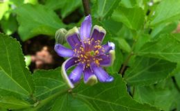 Grewia-occidentalis-Lavender-Star-Flower-20