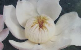 Gustavia-gracillima-white-flower-35