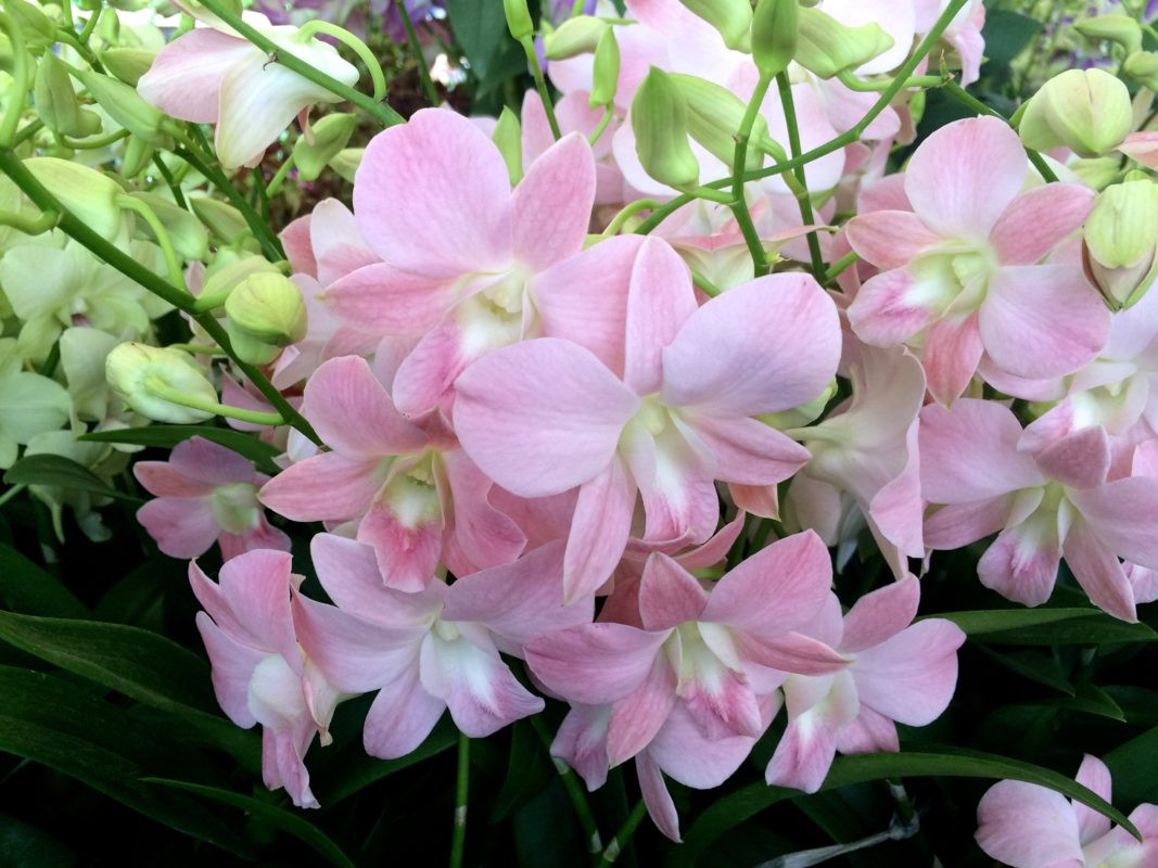 IMG_8795 EXOTIC PLANT Редкие коллекционные растения