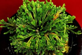Коллекция Ивахиба (Селагинелла тамариксолистная) Японские культивары (Selaginella tamariscina Iwahiba)