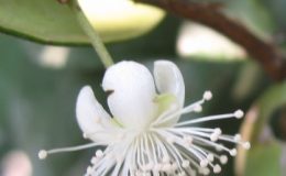 Syzygium-sp-T02-Australia-Eugenia-reinwardtiana-Australia-26-