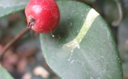 Syzygium-sp-T02-Australia-Eugenia-reinwardtiana-Australia-26