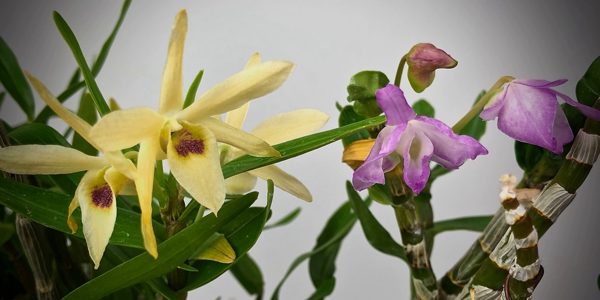 Коллекция Дендробиум монилиформе (Dendrobium moniliforme)