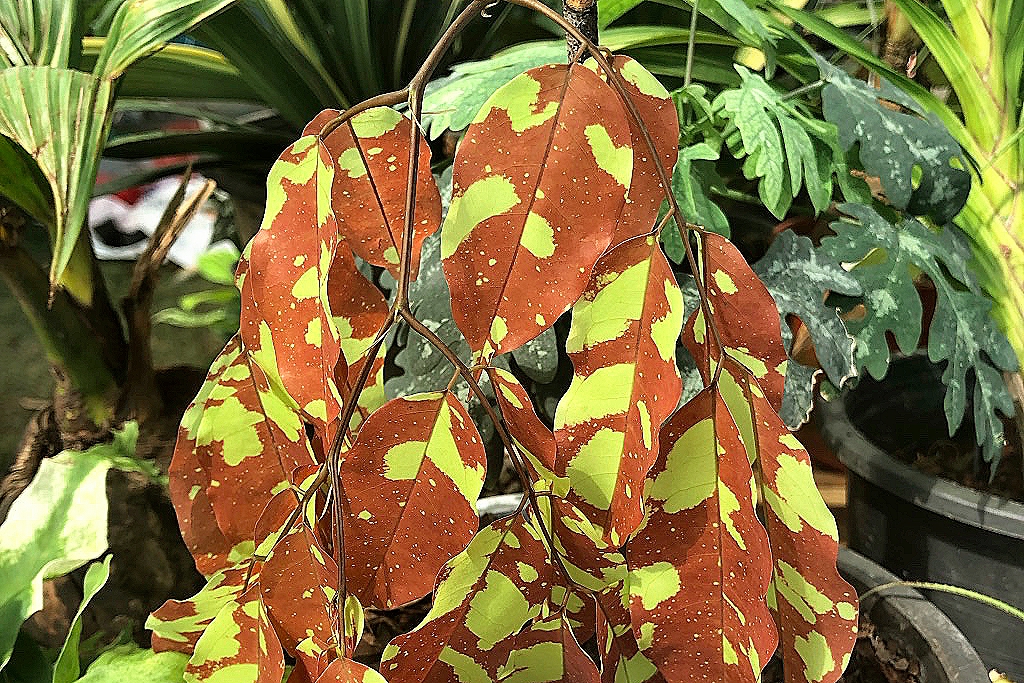 Интернет-магазин | EXOTIC PLANT Редкие коллекционные растения