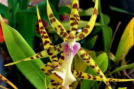 Orchid / Орхидея, каталог