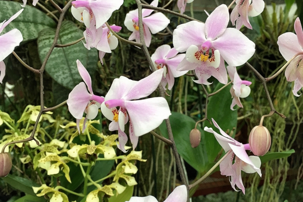 Орхидея Бабочка или Мотылек – Фаленопсис (Phalaenopsis ), виды, содержание