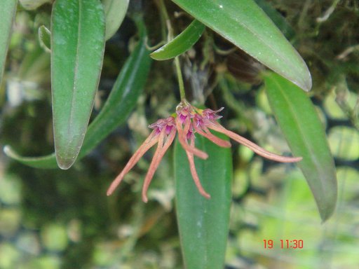 102 Bulbophyllum nipondhii BS 12-40