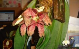 111-Bulbophyllum-phalaenopsis-BS-130