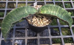 111-humiflora-«Hawaiian-Star»-Thick-Leaf
