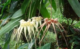 123-Bulbophyllum-sanguineopunctatum-white-BS-30