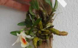 215-Dendrobium-christyanum-Fragrant-BS-20-e1457196895649