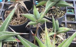 218-pinguicula-«Longiflora