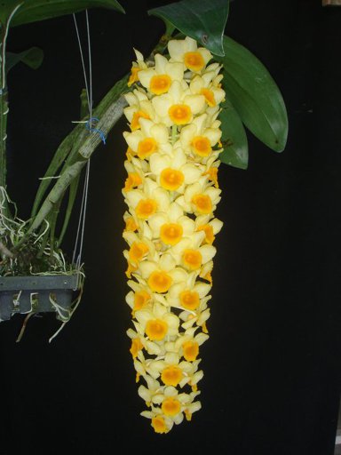 230-Dendrobium-densiflorum-Fragrant-BS-45