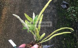 281-Dendrobium-primulinum