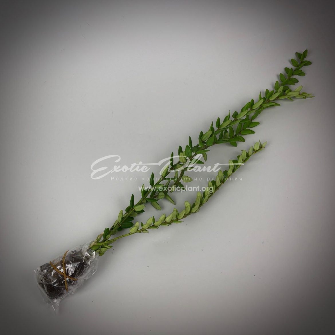 Hoya bella (miniature)=weebella (31 ) 25