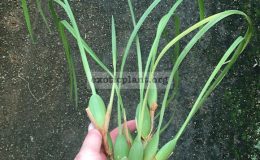 380-Maxillaria-tenuifolia