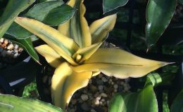502-arborescens-yellow-variegated-