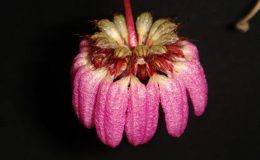 53-Bulbophyllum-auratum-BS-12-40