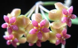 597-Hoya-soligamiana-new-species-from-the-Philippines-1200